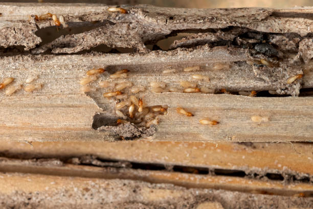 Bird Control in Hays, KS